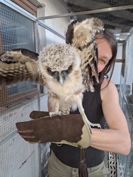 Strix leptogrammica/ puštík hnědý, malajský