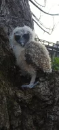 Strix leptogrammica, puštík hnědý, malajka