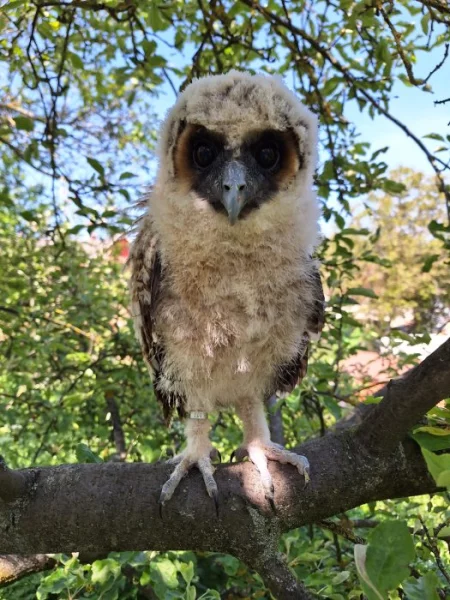 Strix leptogrammica, puštík hnědý, malajka
