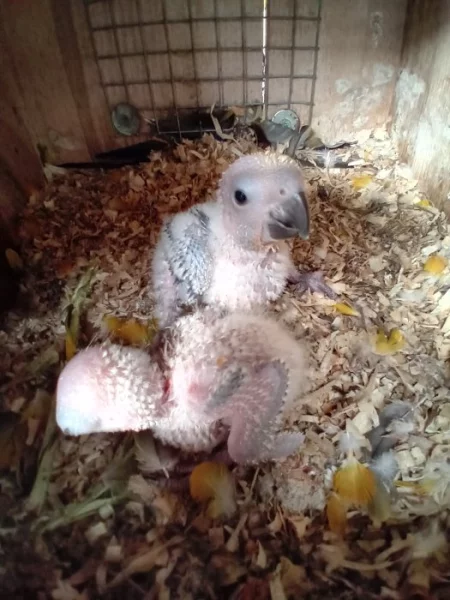 Aratinga sluneční t.c.v budce u rodičů na ruční dokrmeni