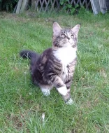 Mainská mývalí kočička s PP