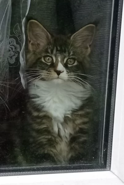 Mainská mývalí kočička s PP