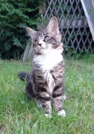 Mainská mývalí kočička s PP