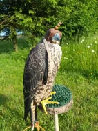 Predám 3 samice sokol sťahovavý, vyliahnuté 2023