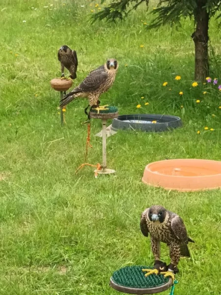 Predám 3 samice sokol sťahovavý, vyliahnuté 2023