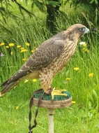 Predám 3 samice sokol sťahovavý, vyliahnuté 2023