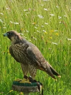 Predám 3 samice sokol sťahovavý, vyliahnuté 2023