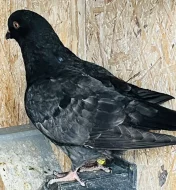 Benešácí