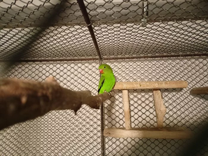 Prodam agapornis etiopsky