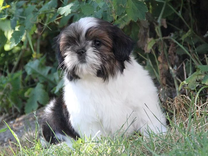 Shih-tzu , ši-cu, ši-tzu štěňátka s PP FCI