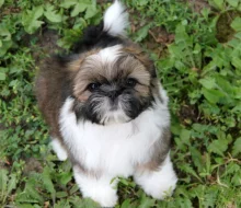 Shih-tzu , ši-cu, ši-tzu štěňátka s PP FCI