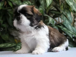 Shih-tzu , ši-cu, ši-tzu štěňátka s PP FCI