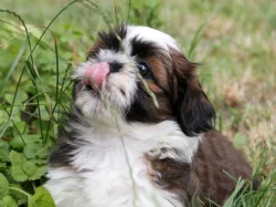 Shih-tzu , ši-cu, ši-tzu štěňátka s PP FCI