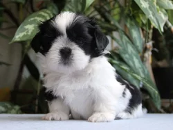 Shih-tzu , ši-cu, ši-tzu štěňátka s PP FCI