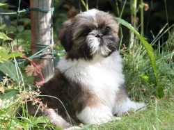 Shih-tzu , ši-cu, ši-tzu štěňátka s PP FCI