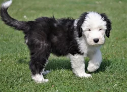 Bobtail štěňata pejsci