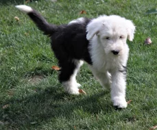 Bobtail štěňata pejsci