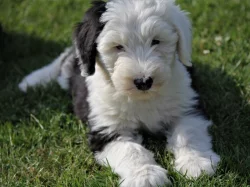 Bobtail štěňata pejsci