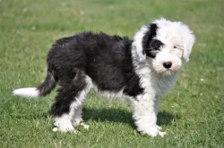 Bobtail štěňata pejsci