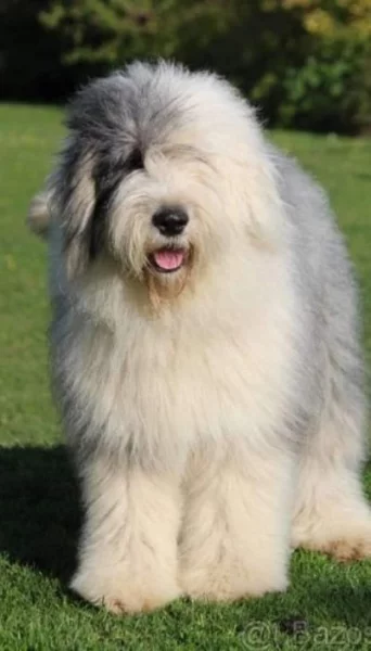 Bobtail štěňata pejsci