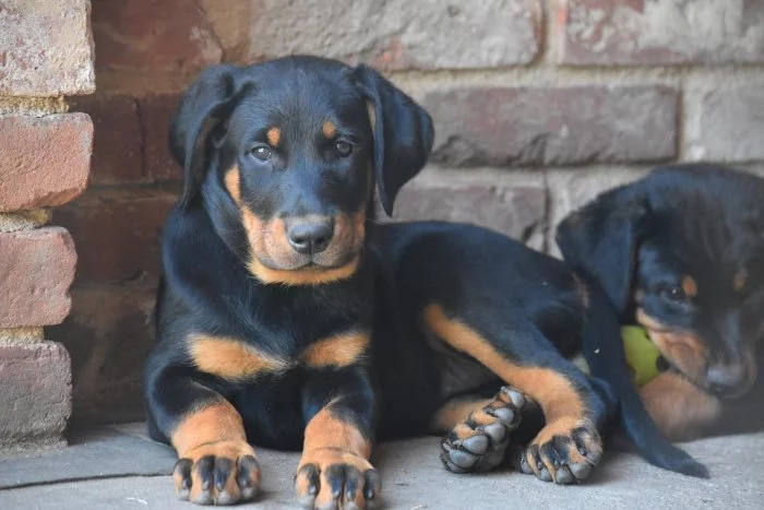 Štěně - Beauceron s PP k odběru