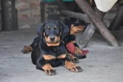Štěně - Beauceron s PP k odběru