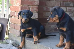 Štěně - Beauceron s PP k odběru