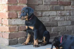 Štěně - Beauceron s PP k odběru