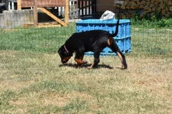 Štěně - Beauceron s PP k odběru