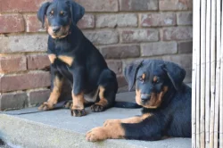 Štěně - Beauceron s PP k odběru
