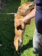 Darujeme roční štěně