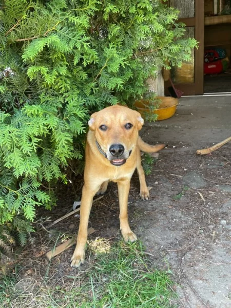 Darujeme roční štěně