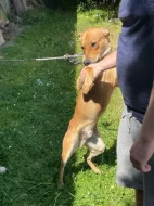 Darujeme roční štěně