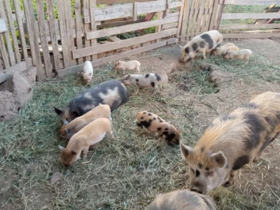 Selata göttingenské x kune kune