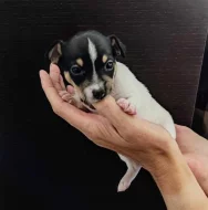 Americký Toy Foxteriér - štěňátka s PP