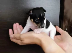 Americký Toy Foxteriér - štěňátka s PP