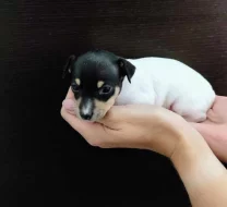 Americký Toy Foxteriér - štěňátka s PP