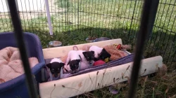 Americký Toy Foxteriér - štěňátka s PP