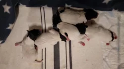 Americký Toy Foxteriér - štěňátka s PP