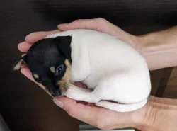 Americký Toy Foxteriér - štěňátka s PP