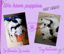 Americký Toy Foxteriér - štěňátka s PP