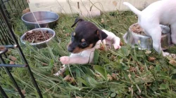 Americký Toy Foxteriér - štěňátka s PP