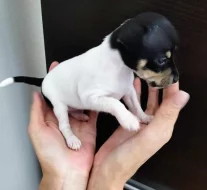 Americký Toy Foxteriér - štěňátka s PP