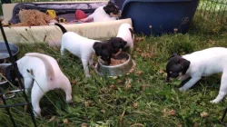 Americký Toy Foxteriér - štěňátka s PP