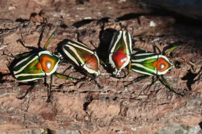 Zlatohlávci Dicronorrhina derbyana layardi.