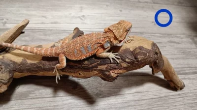 Mláďata agamy vousaté