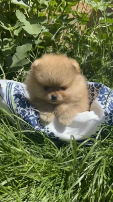 Pomeranian