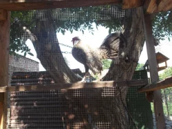 Prodám Bantamky 2022