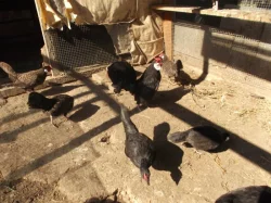 Prodám Bantamky 2022