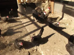 Prodám Bantamky 2022